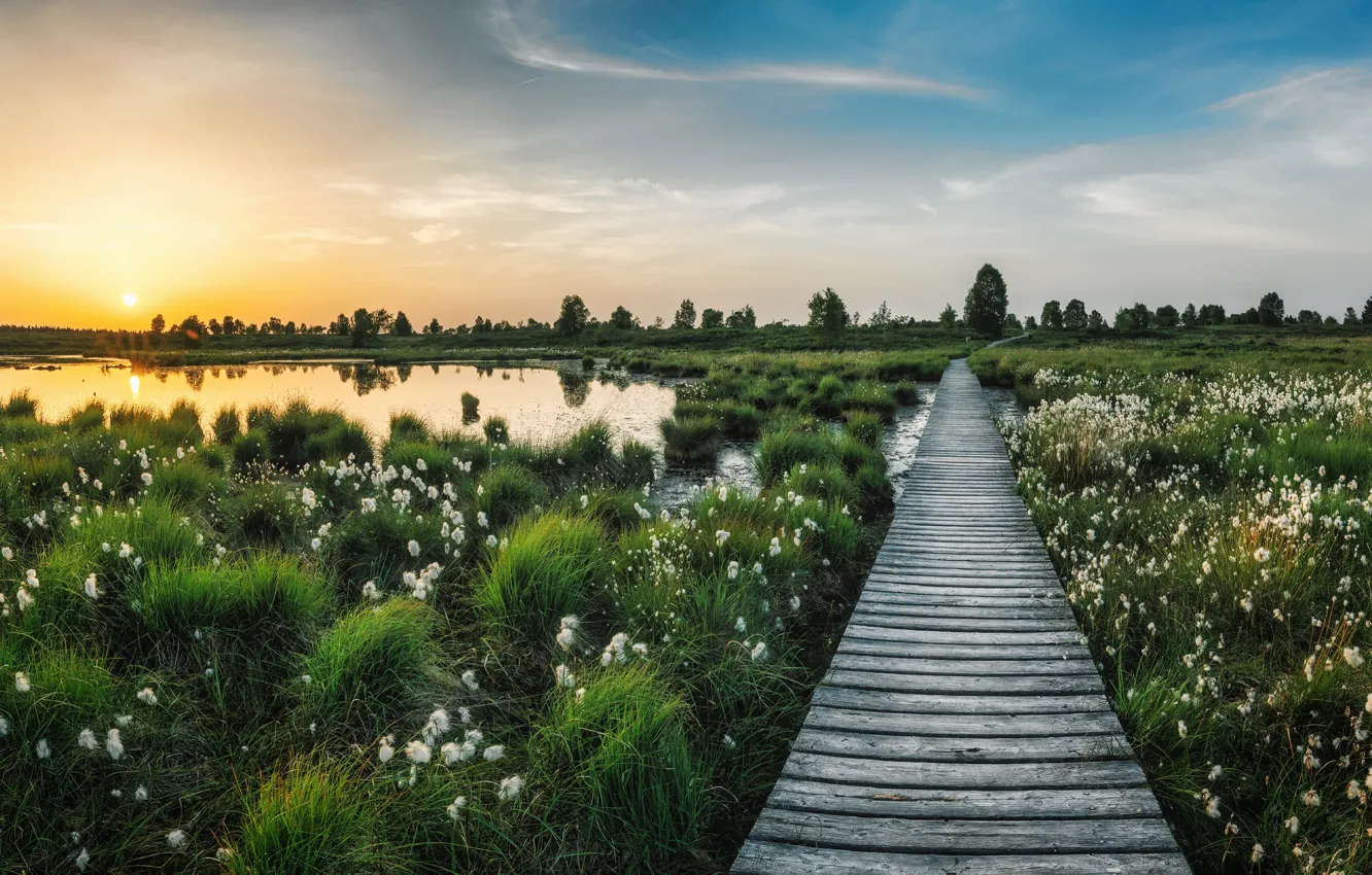 Photo wallpaper the bridge, pond, cotton