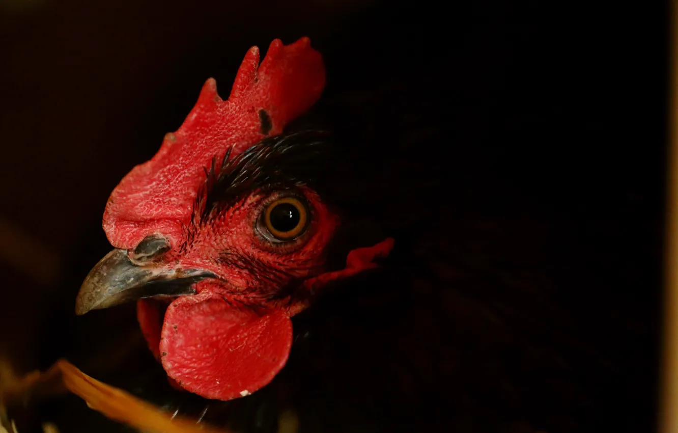 Photo wallpaper background, bird, chicken