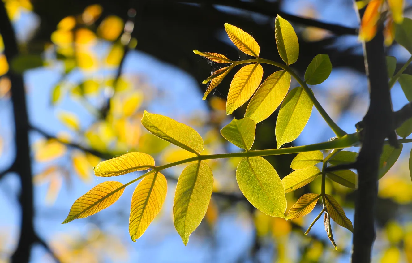Photo wallpaper spring, leaf, twig