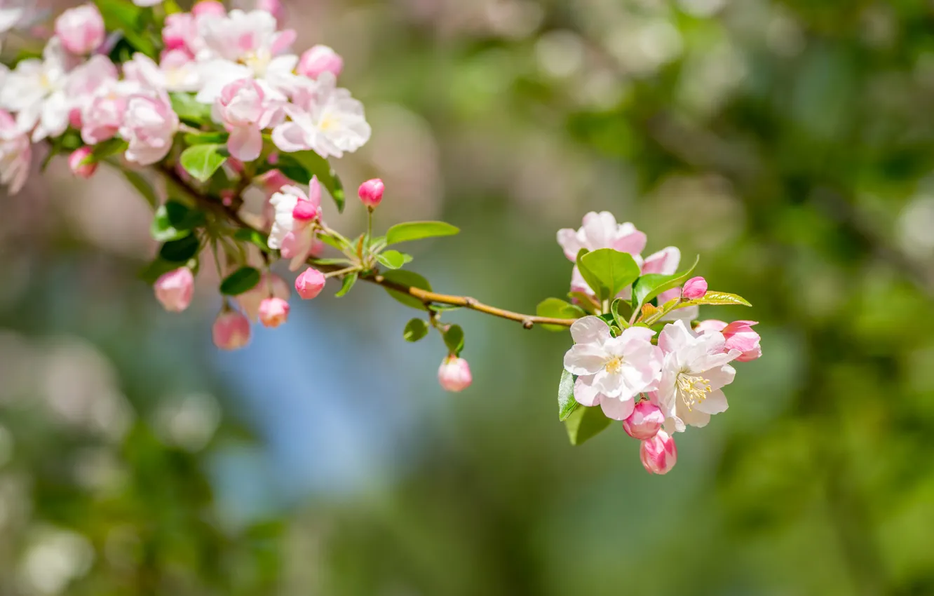 Photo wallpaper leaves, light, flowers, branches, spring, pink, Apple, buds