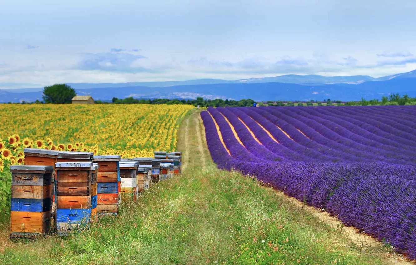 Photo wallpaper field, sunflowers, France, lavender, Provence, hives