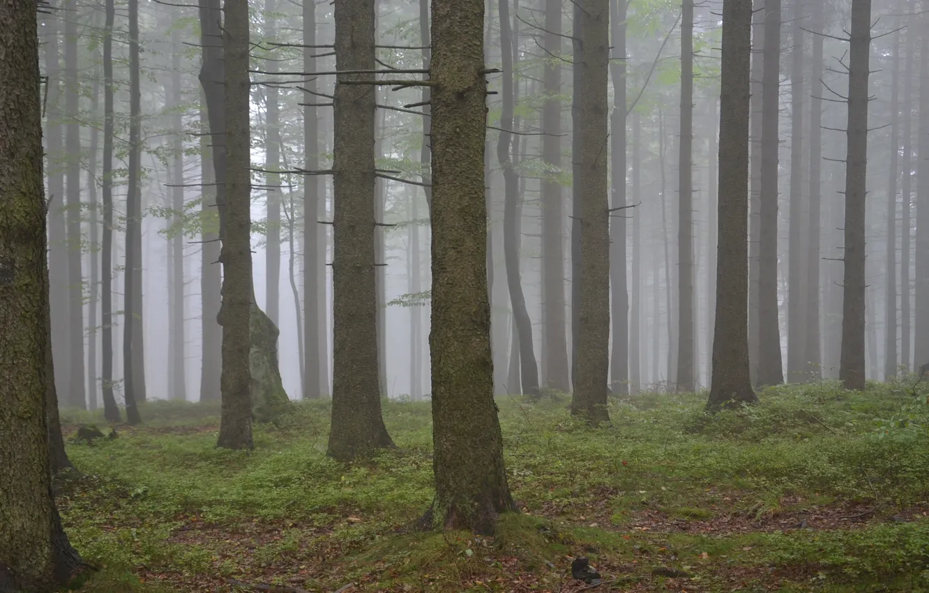 Photo wallpaper autumn, forest, trees, nature, fog, Moravian-Silesian Beskids, Moravian-Silesian Beskids