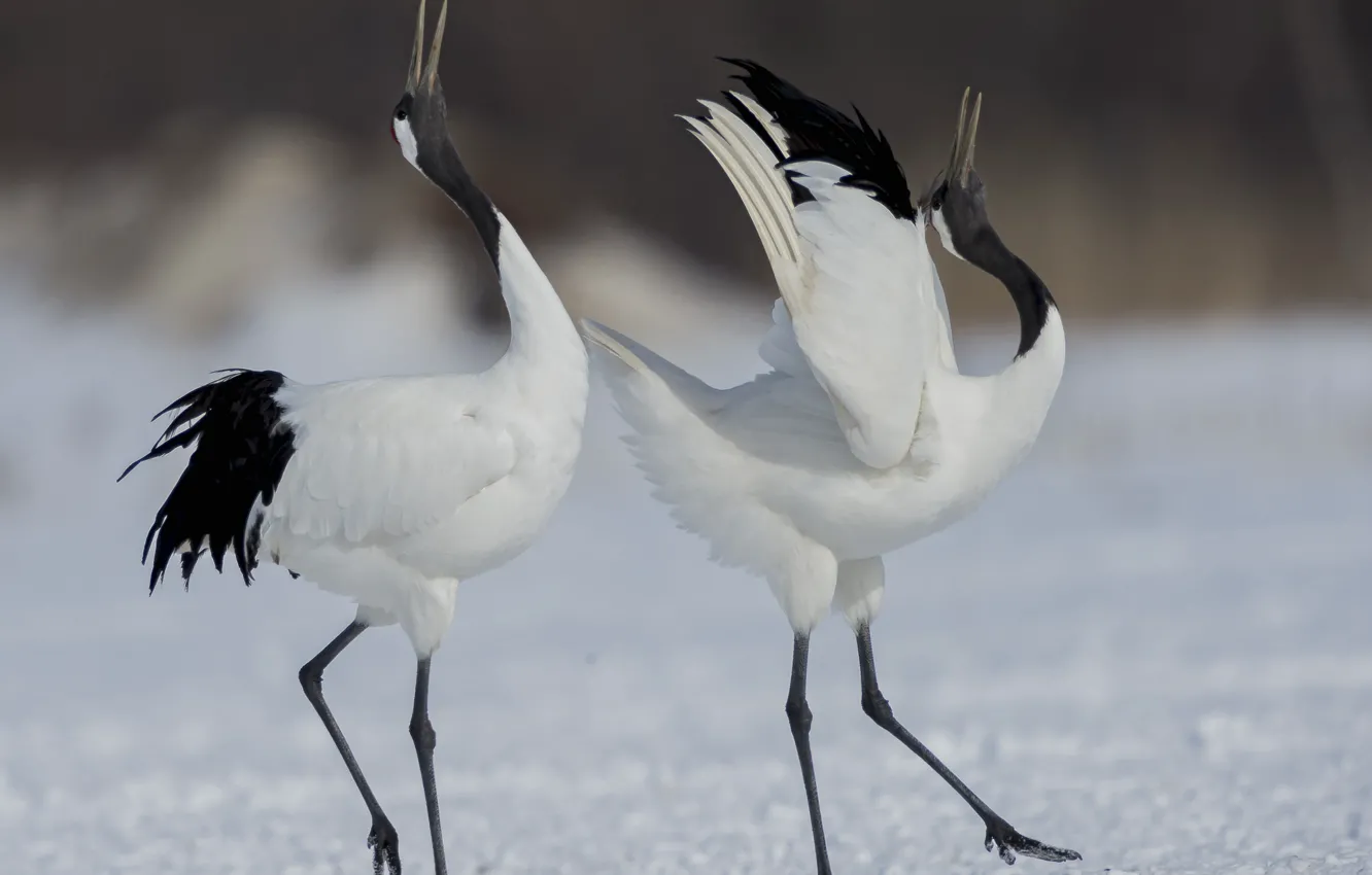 Photo wallpaper bird, dance, pair, cranes