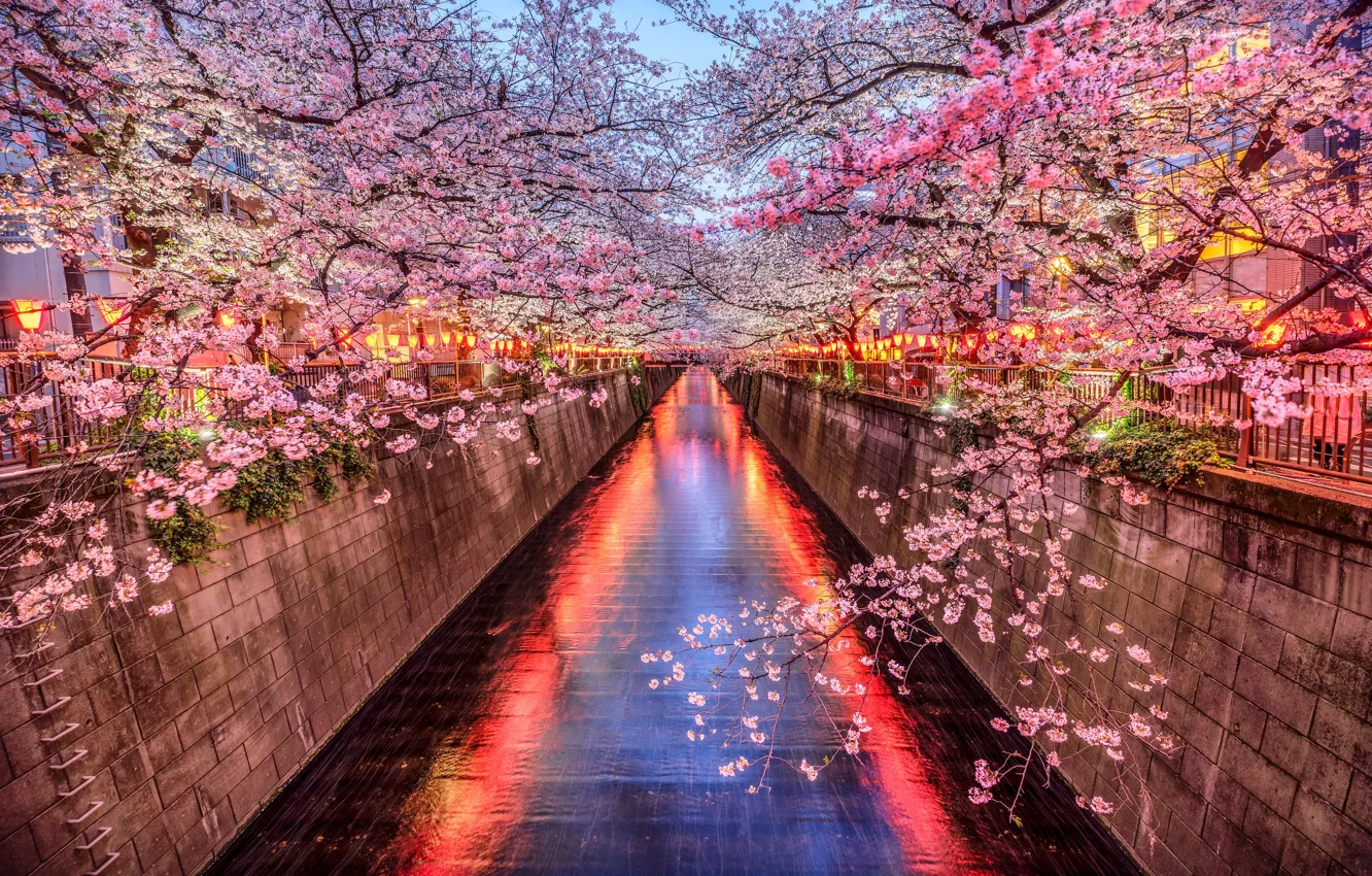 Photo wallpaper the evening, Sakura, channel