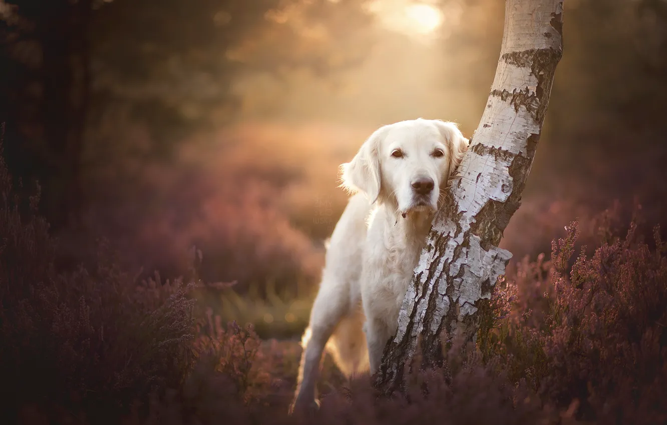 Photo wallpaper look, trees, dog, birch, bokeh, Heather