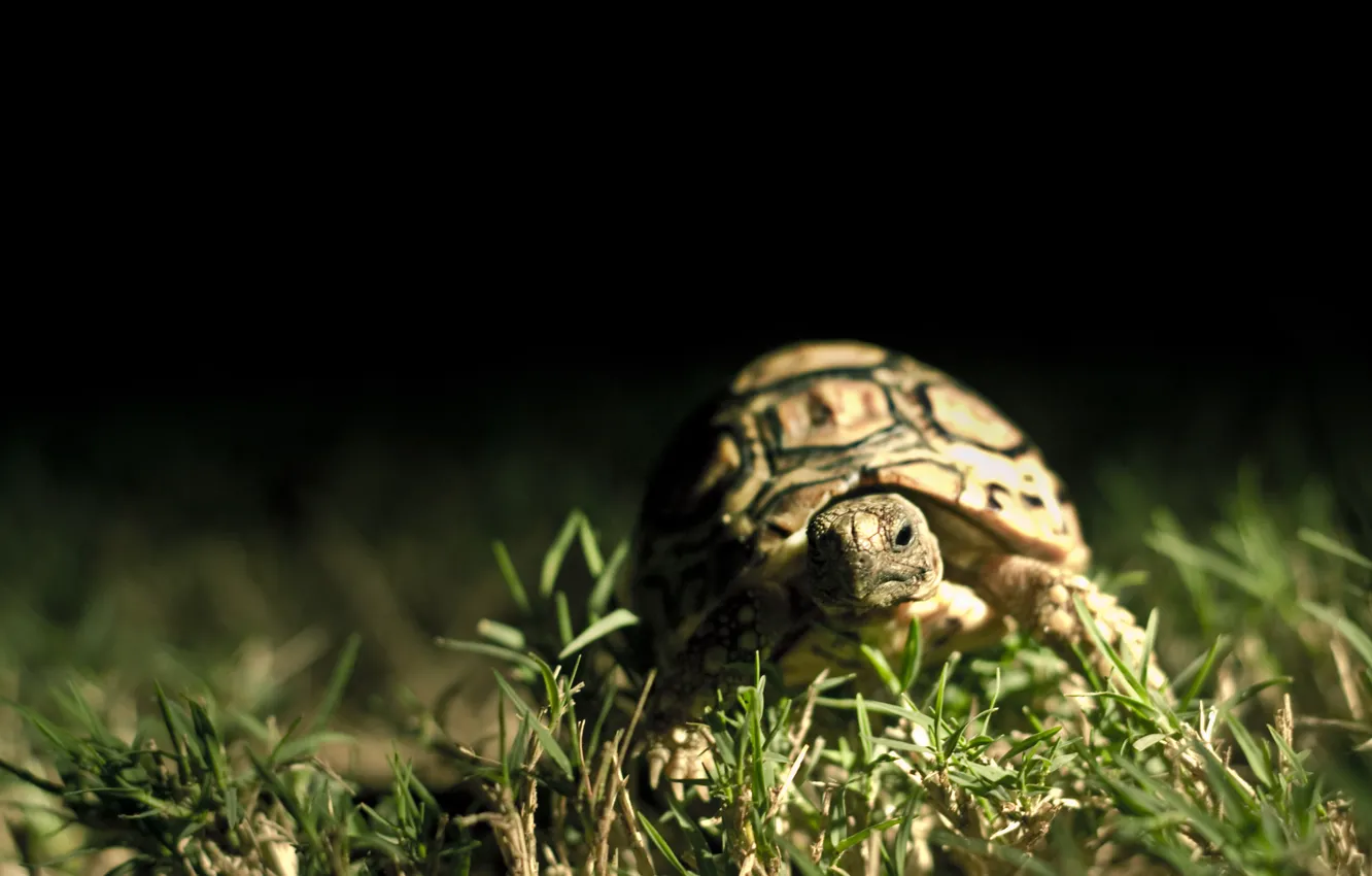 Photo wallpaper grass, macro, the dark background, turtle, shell