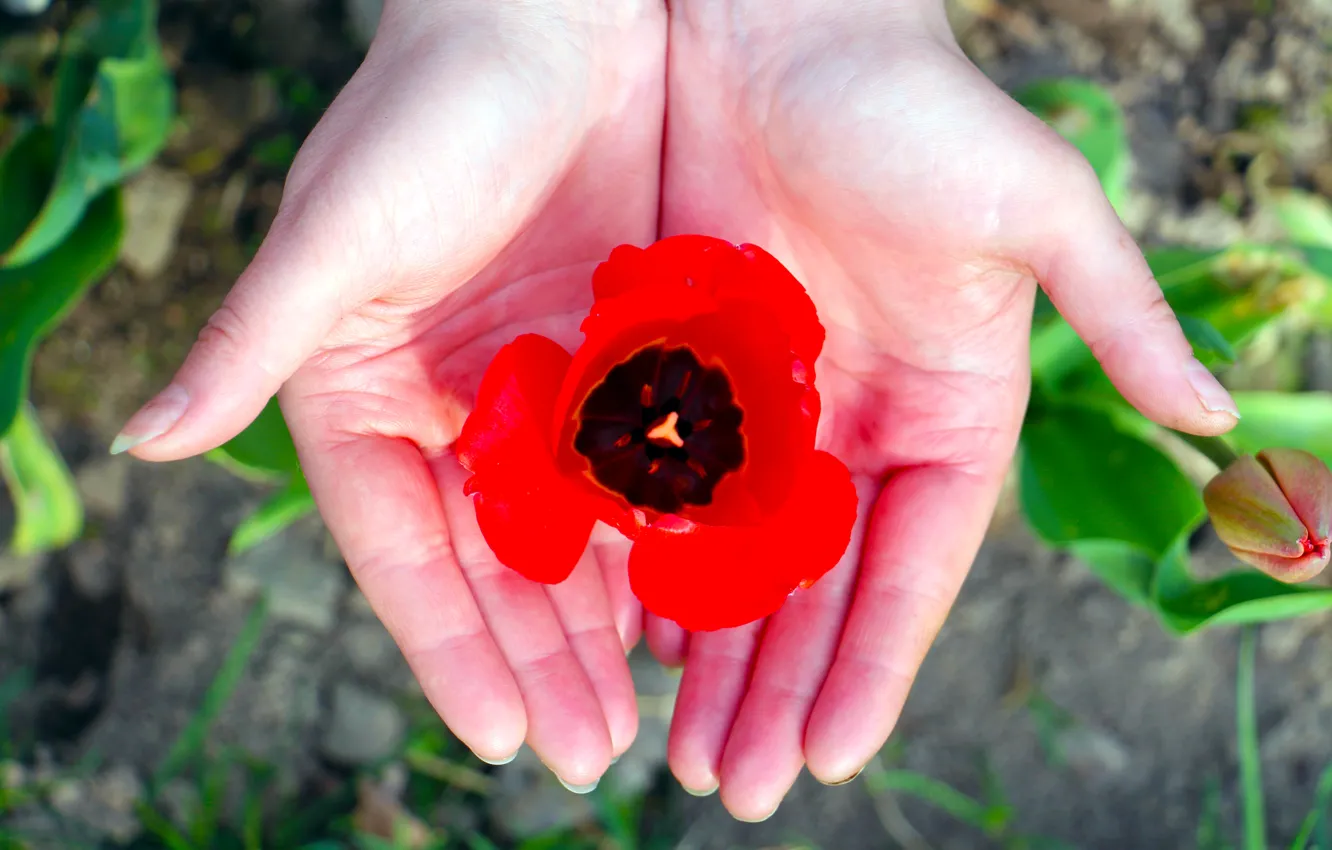 Photo wallpaper Tulip, spring, red flower, female hands