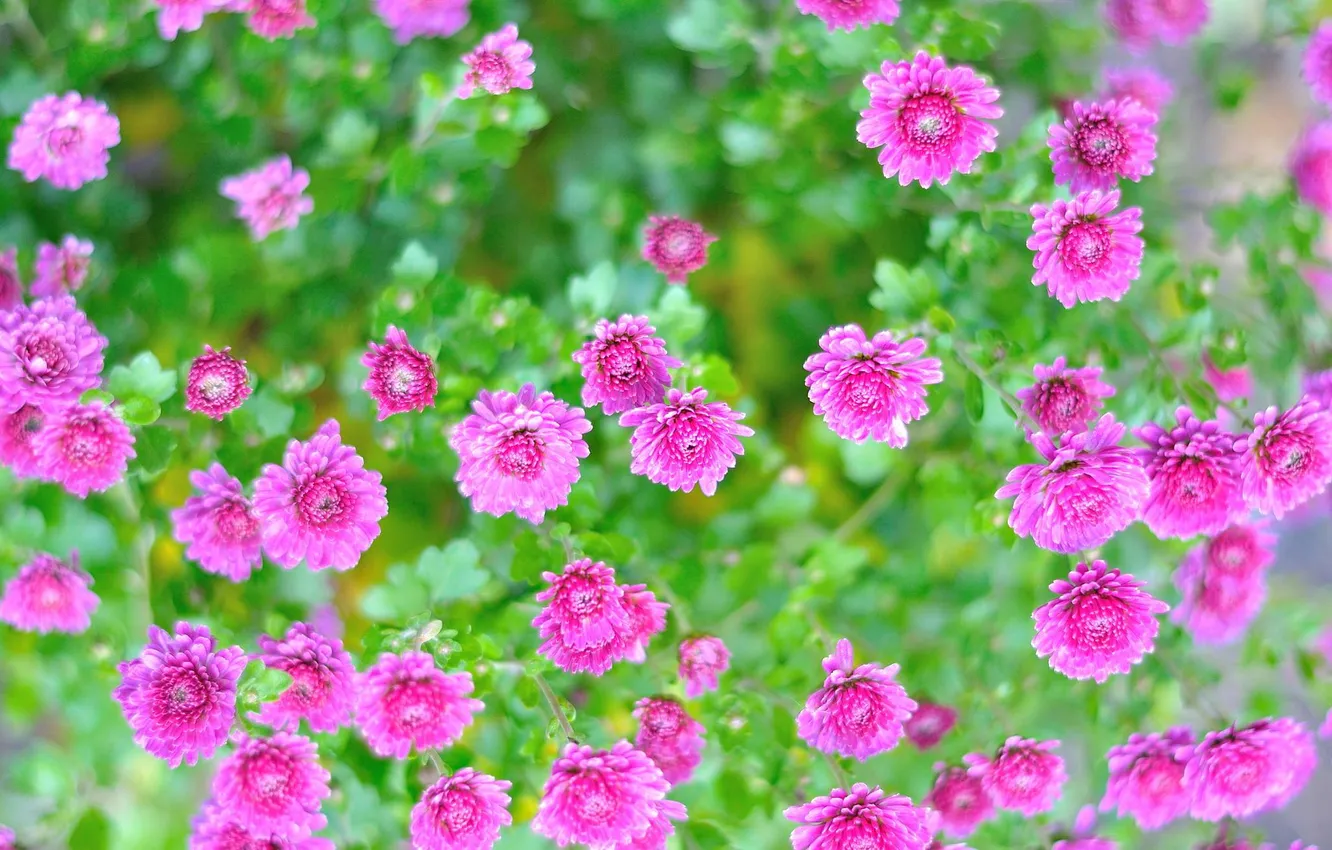 Photo wallpaper flowers, the bushes, chrysanthemum, garden flowers