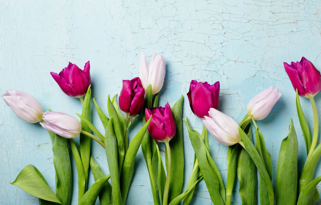 Photo wallpaper background, tulips, white, wet, raspberry, closeup