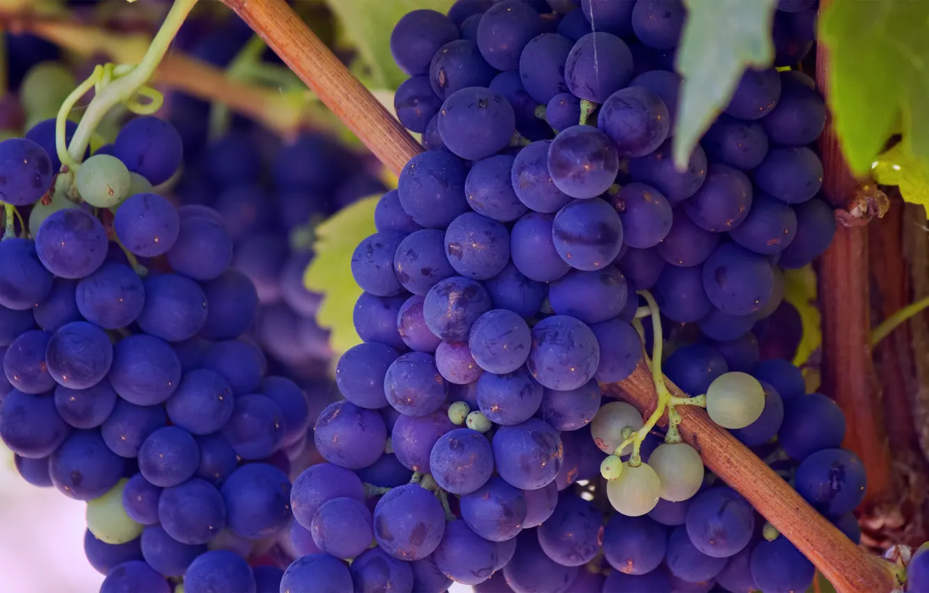Photo wallpaper purple, berries, grapes, bunches