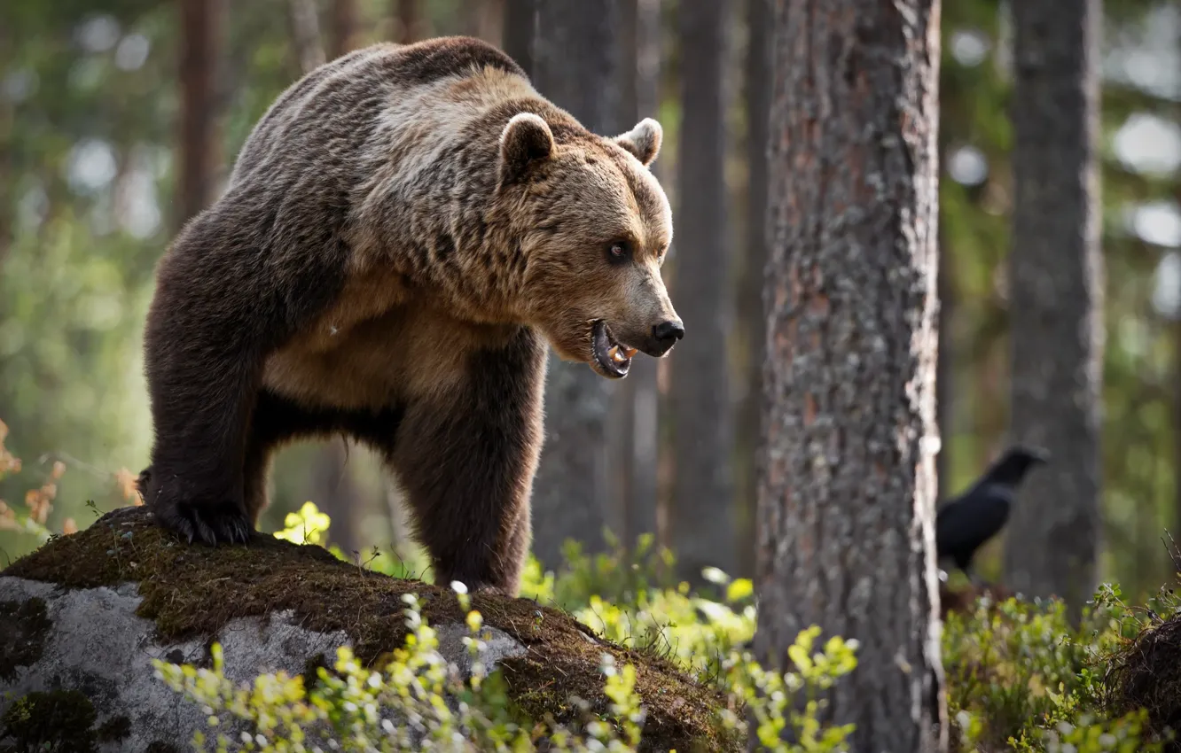 Photo wallpaper forest, trees, nature, pose, stones, animal, predator, bear