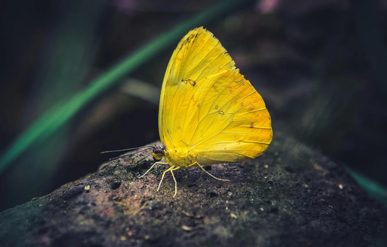 Photo wallpaper macro, butterfly, wings, beautiful, closeup