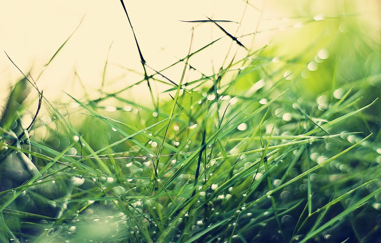 Photo wallpaper grass, drops, grass, drops