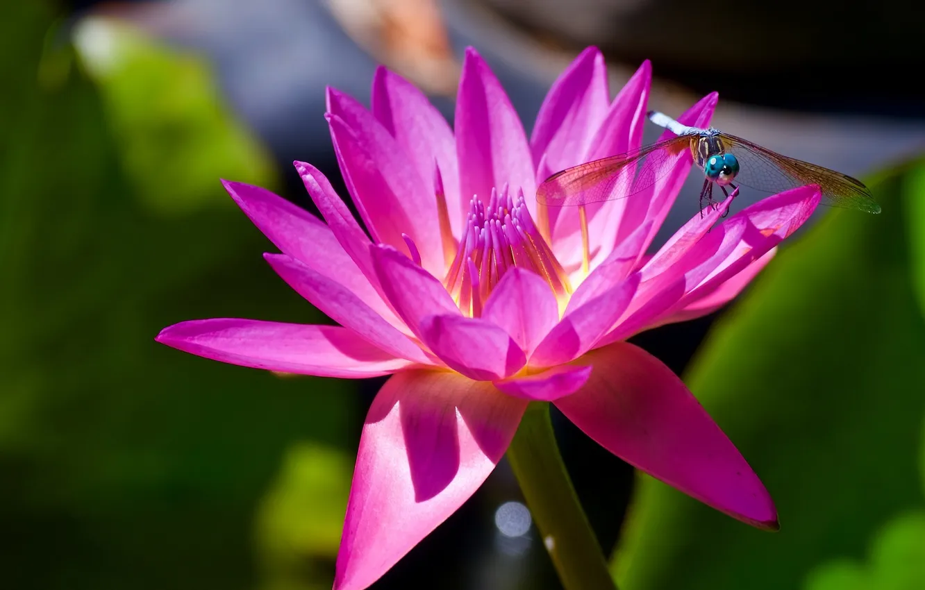Photo wallpaper macro, dragonfly, Nymphaeum, water Lily