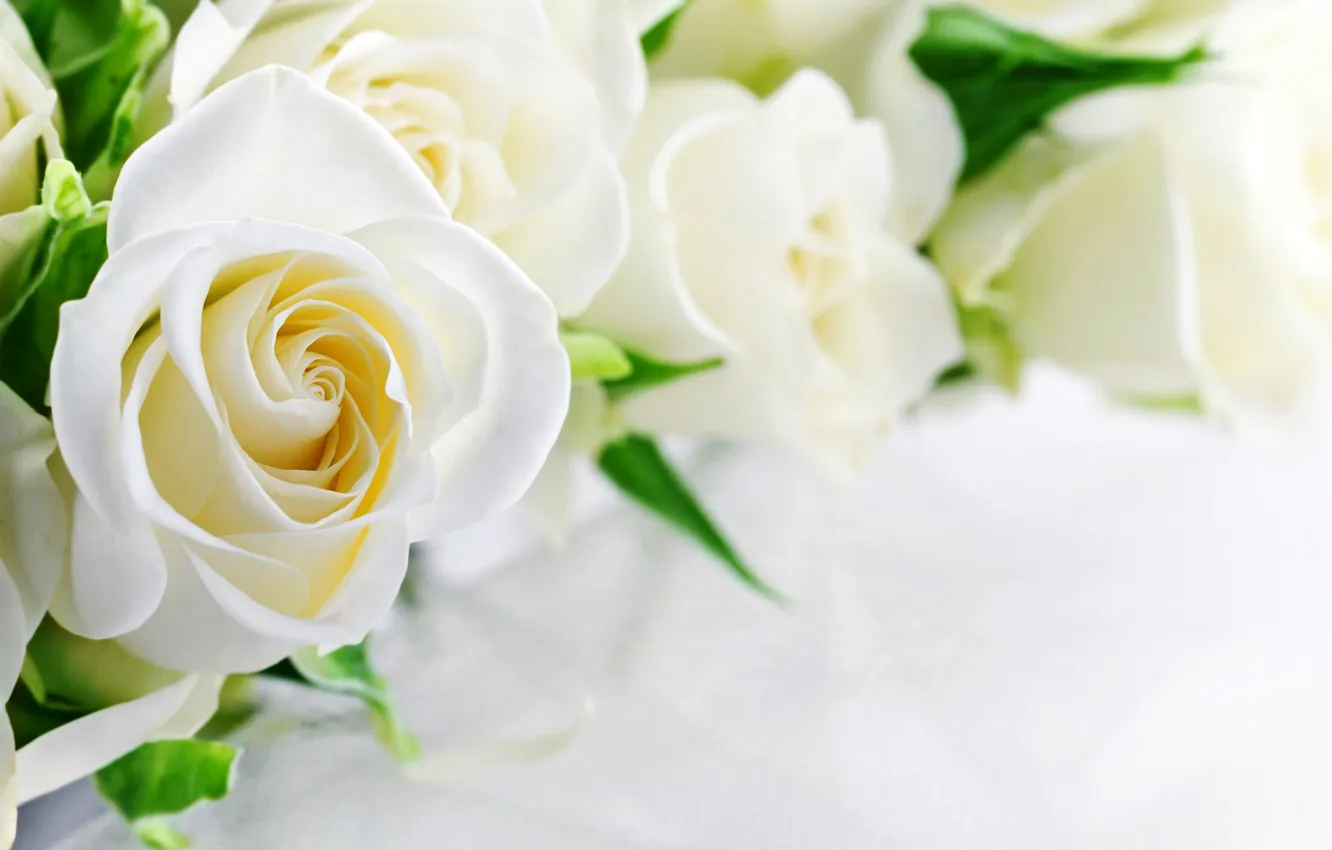 Photo wallpaper roses, white, white, flowers, roses