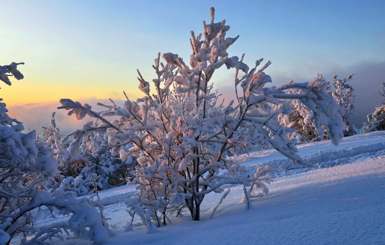 Photo wallpaper winter, snow, landscape