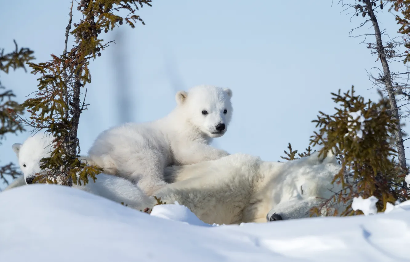 Photo wallpaper winter, snow, bears, bear, Polar bears, Polar bears