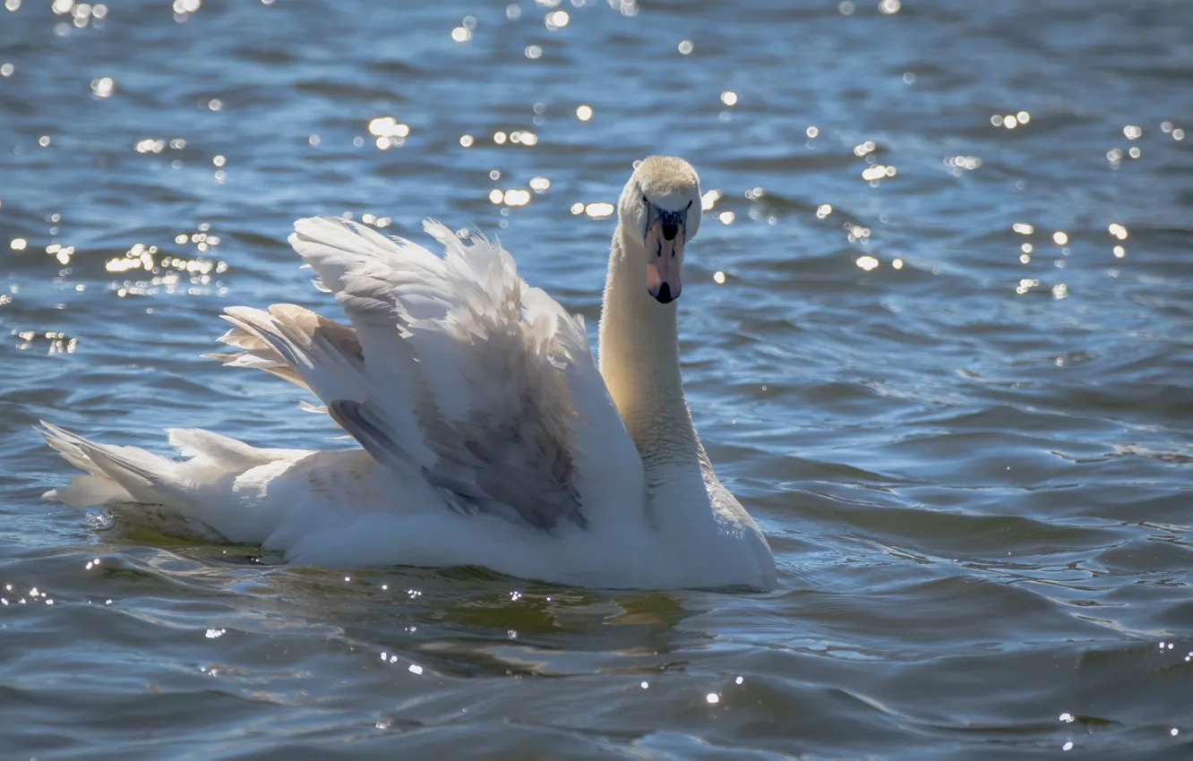 Photo wallpaper wave, white, water, light, glare, bird, ruffle, swans