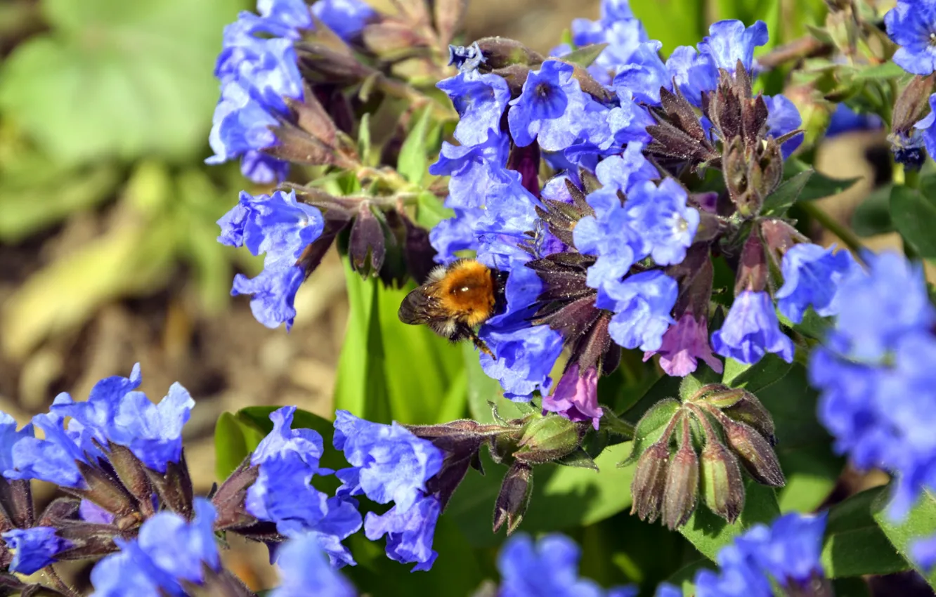 Photo wallpaper flowers, spring, bumblebee, blue.