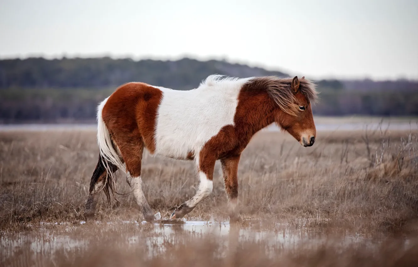 Photo wallpaper field, nature, horse, horse, puddle, pony, walk, spotted