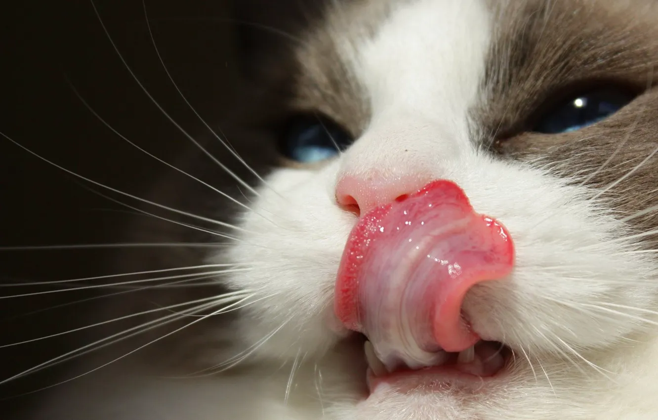 Photo wallpaper language, cat, cat, mustache, look, light, close-up, portrait