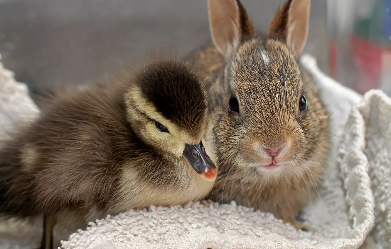 Photo wallpaper rabbit, friends, duck, chick