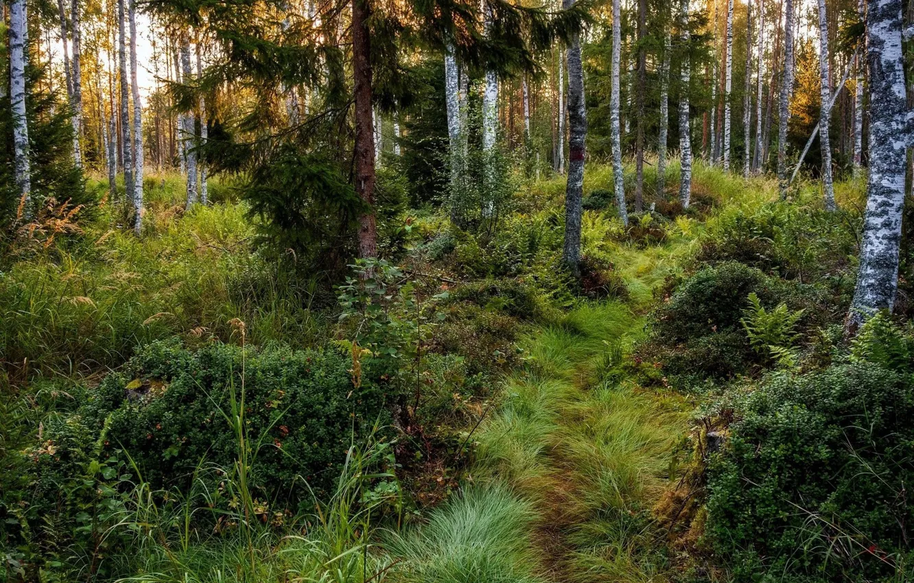 Photo wallpaper forest, trees, path