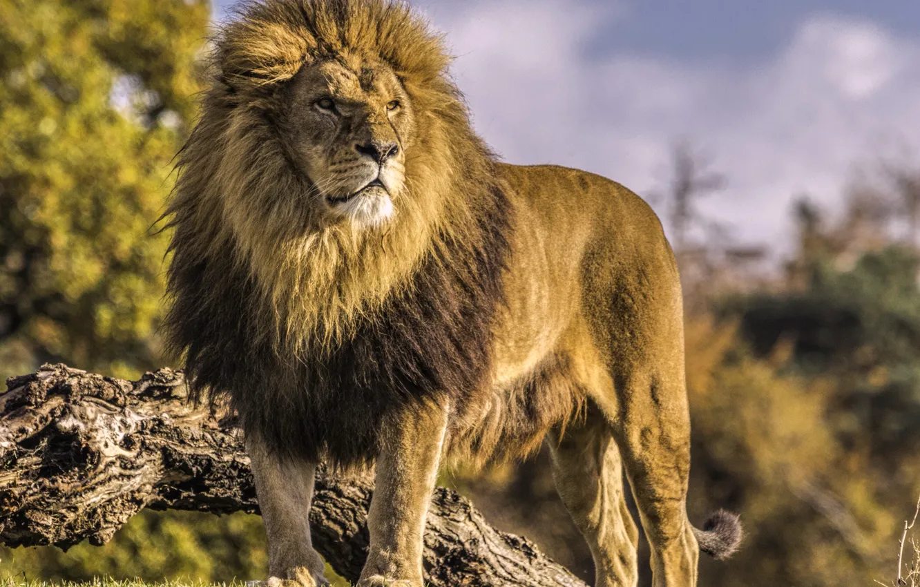 Photo wallpaper predator, Leo, the king of beasts, wild cat