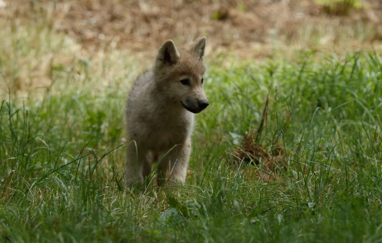 Photo wallpaper nature, Gray Wolf, face, animal, wolf, canis lupus, wildlife, head