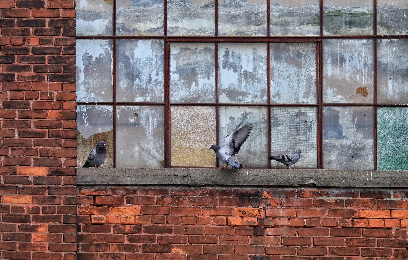 Photo wallpaper birds, window, pigeons