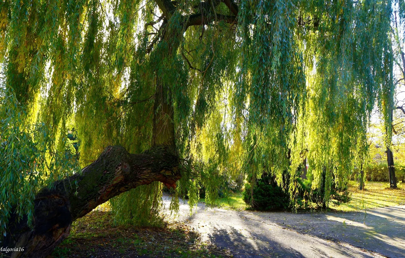 Photo wallpaper road, park, tre