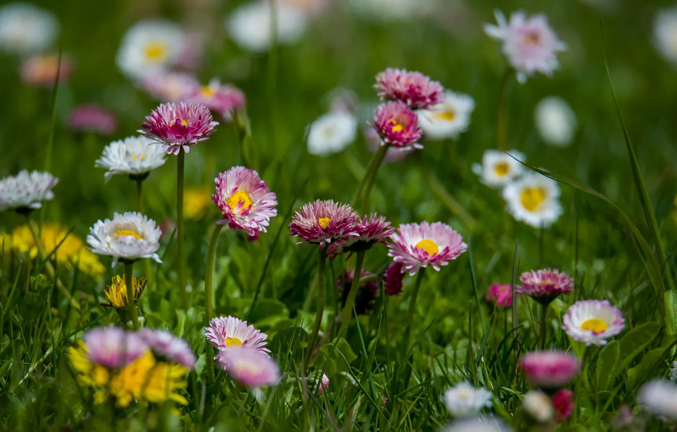 Photo wallpaper flowers, nature, Daisy, I 'm pregnant