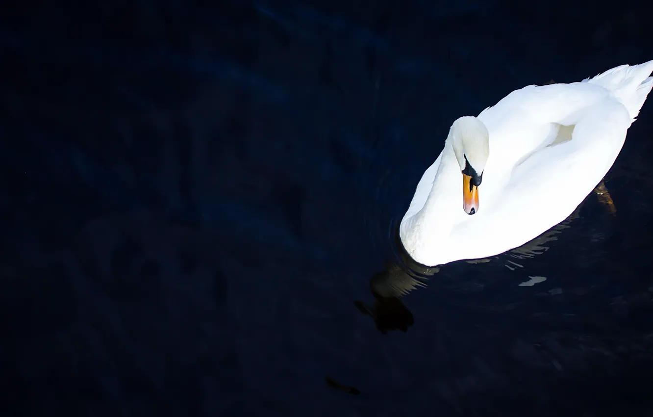 Photo wallpaper lake, bird, swans