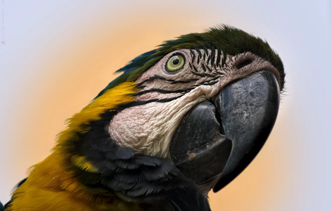 Photo wallpaper nature, bird, parrot