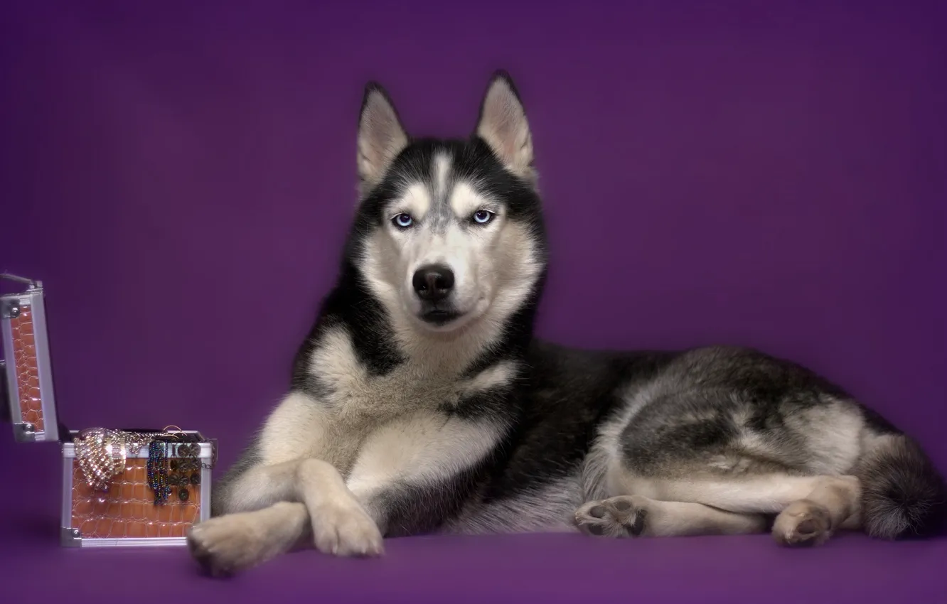 Photo wallpaper dog, box, husky