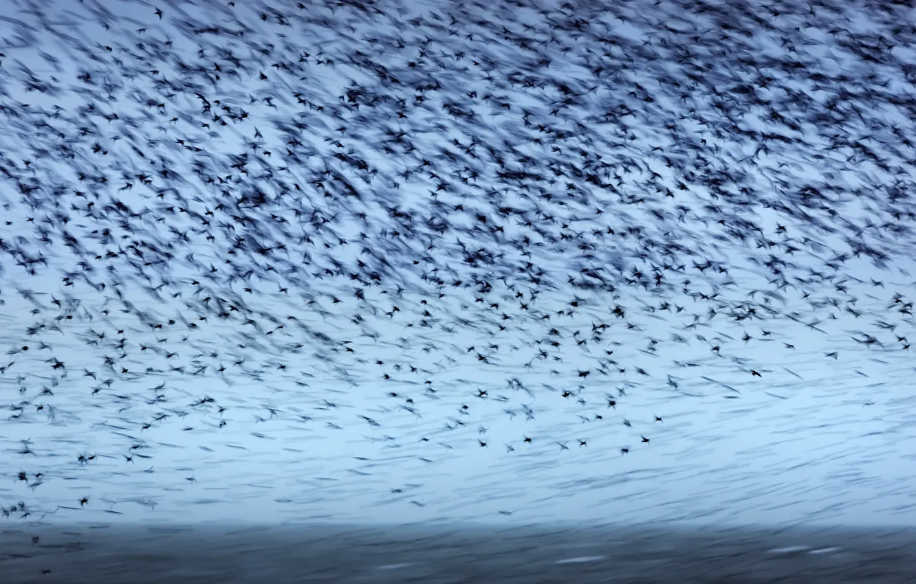 Photo wallpaper the sky, bird, pack