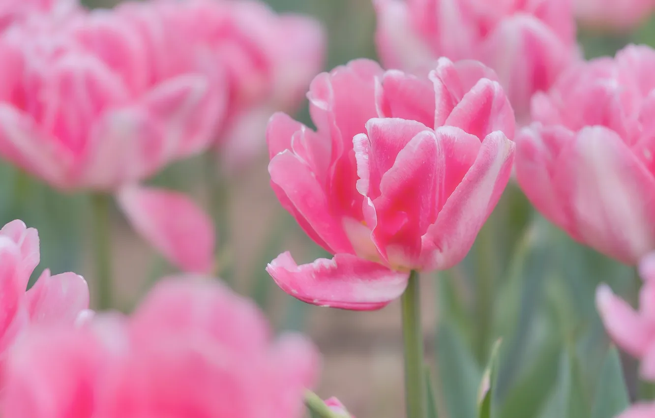 Photo wallpaper flowers, blur, spring, tulips, gentle, pink, flowerbed, blur