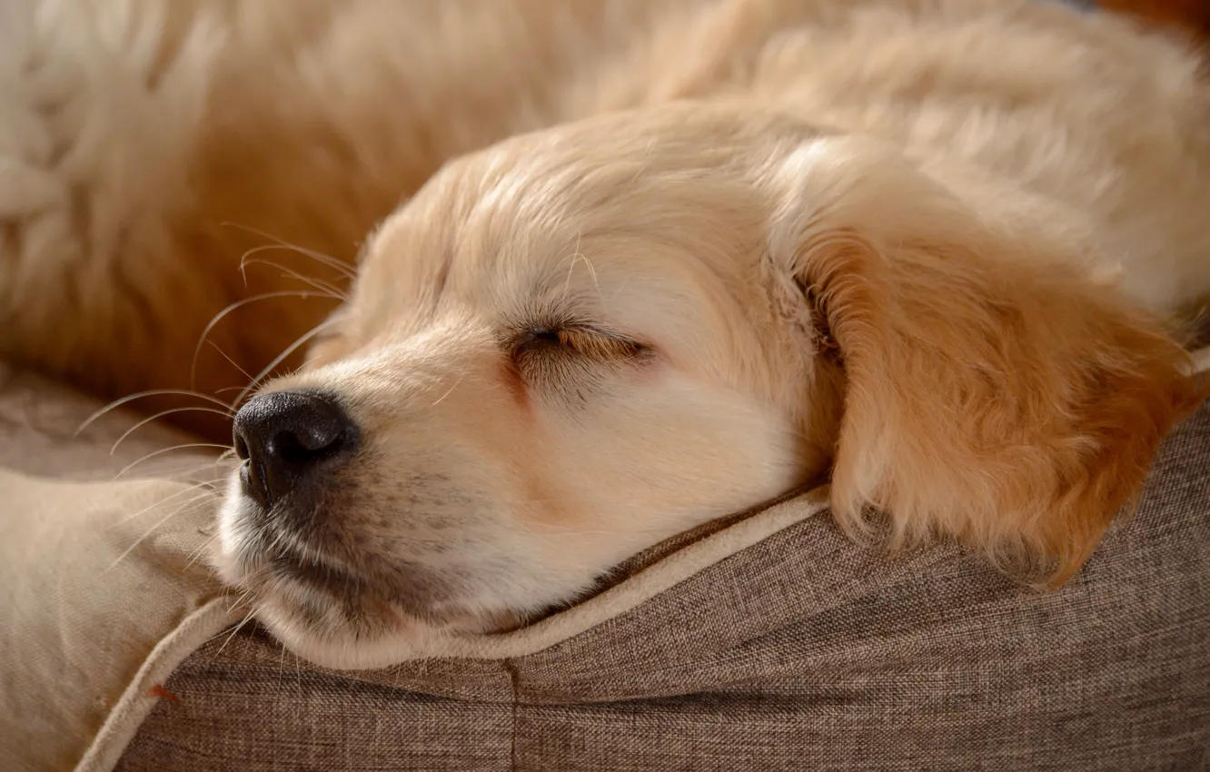 Photo wallpaper sleep, dog, nose, puppy, face, doggie, Golden Retriever, Golden Retriever