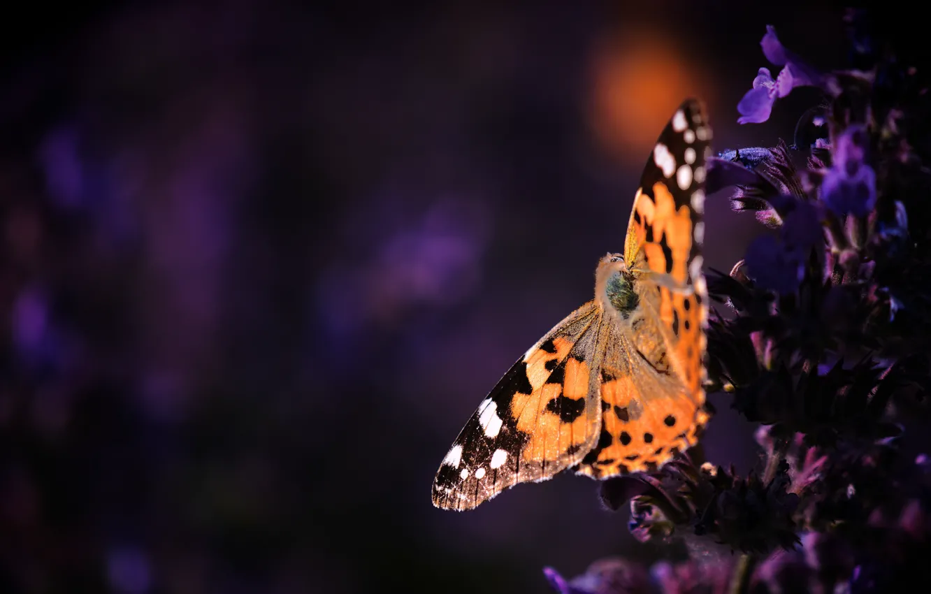 Photo wallpaper macro, flowers, the dark background, butterfly, orange, purple, insect, red