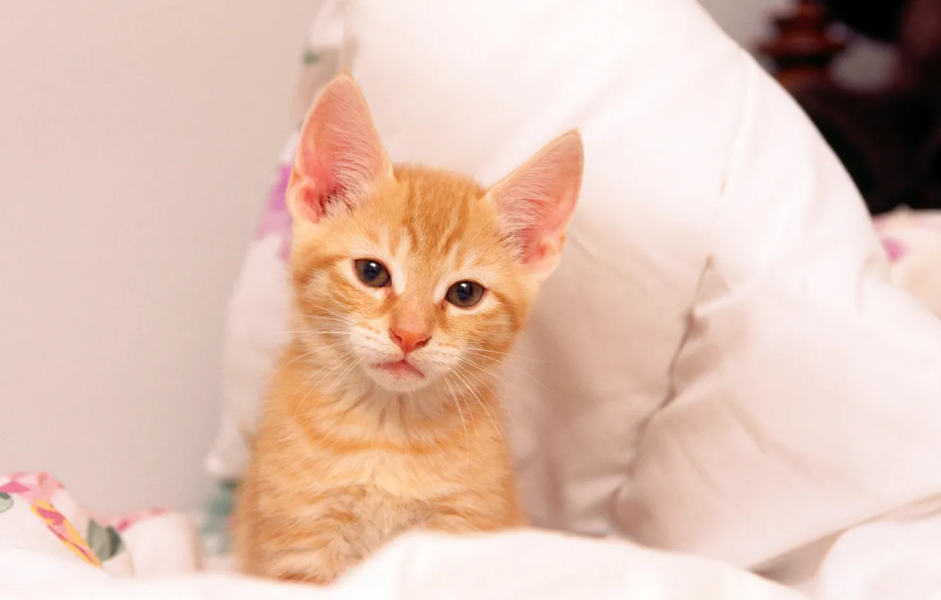 Photo wallpaper cat, cat, red, kitty, cat