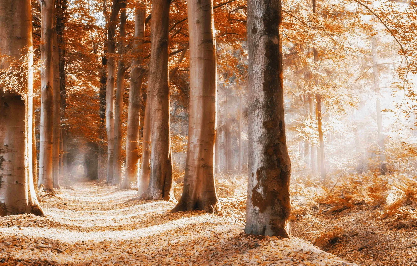 Photo wallpaper road, autumn, nature