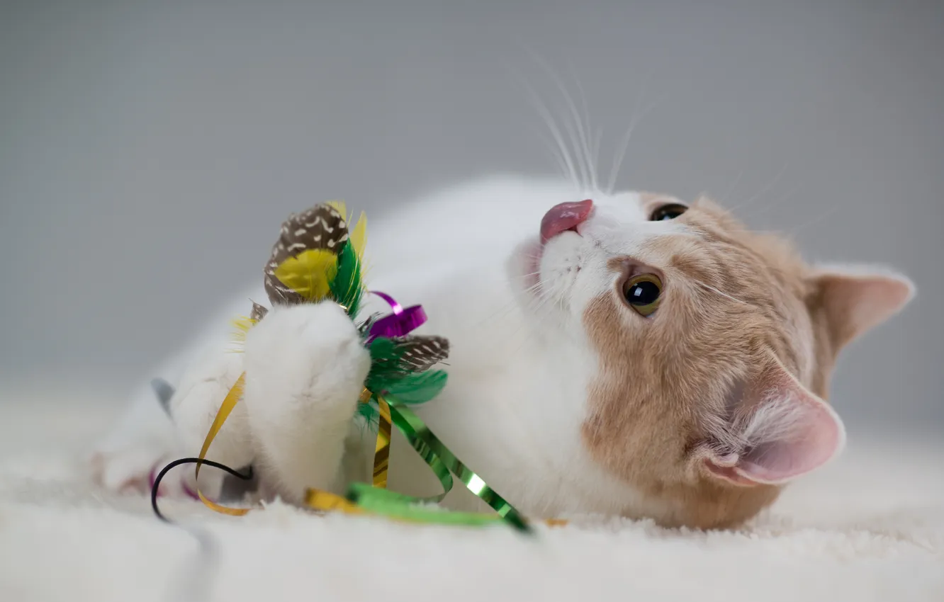 Photo wallpaper language, cat, toy, the game, Ben Torode, Hannah