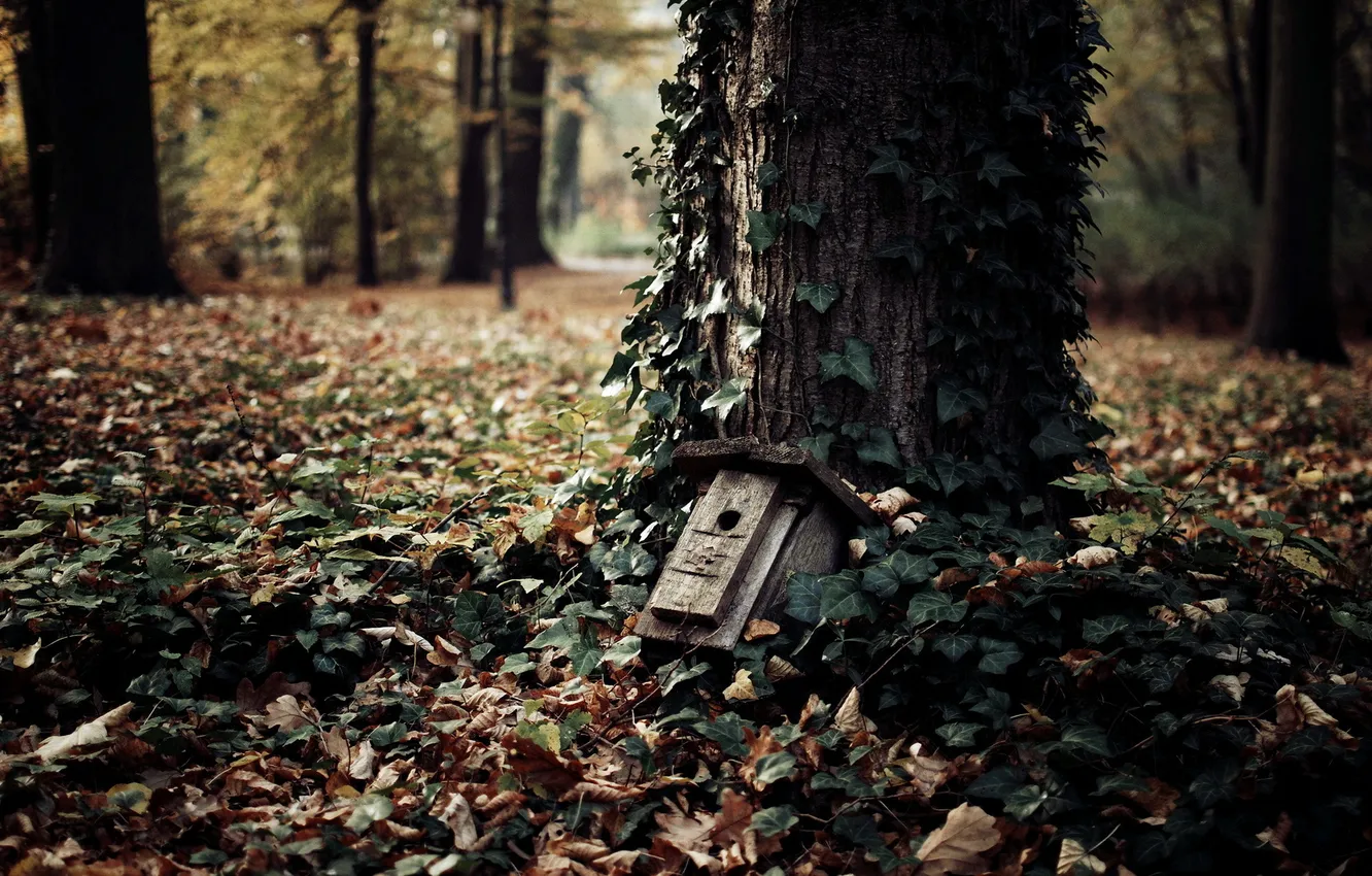 Photo wallpaper autumn, leaves, nature