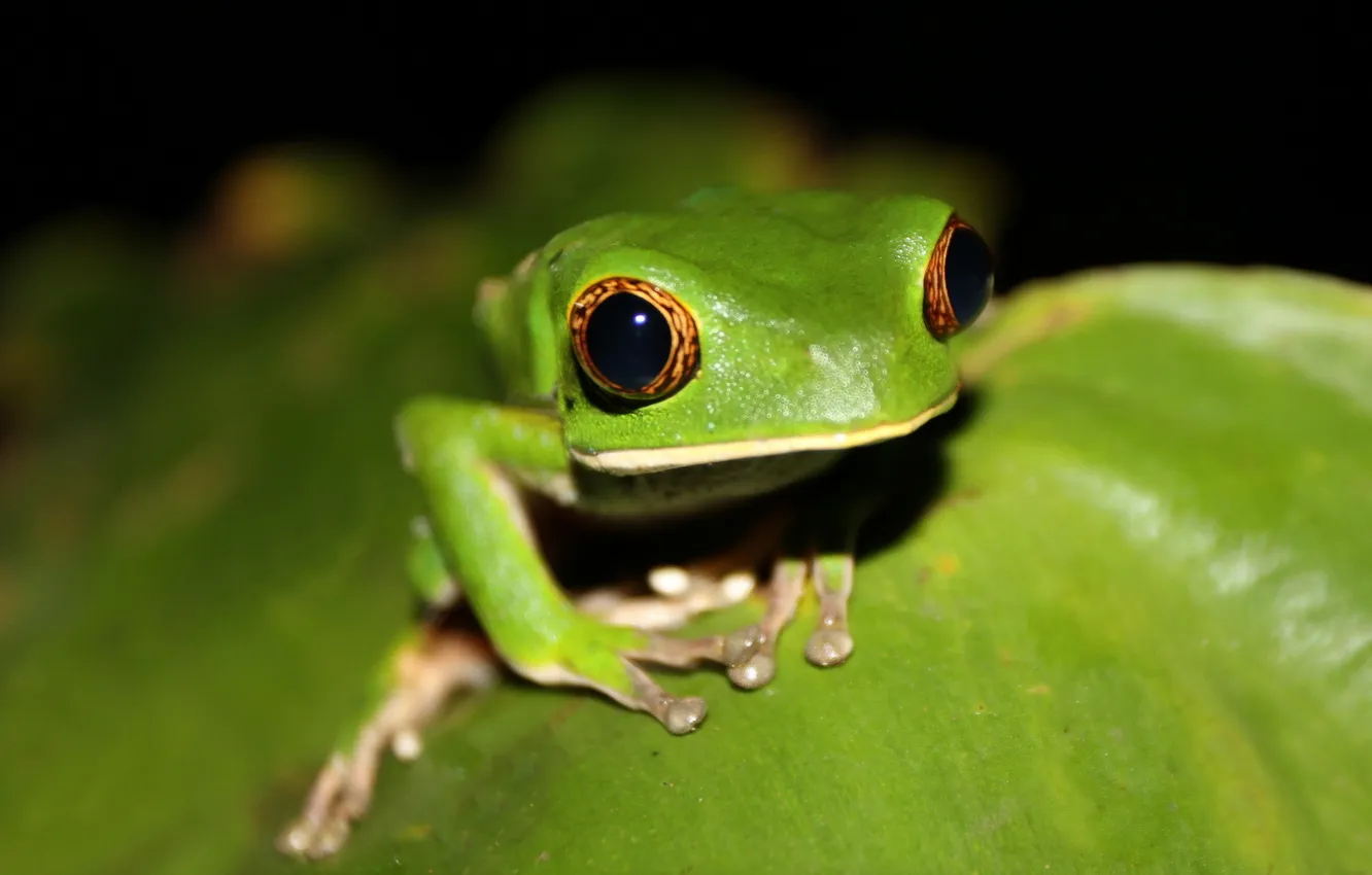 Photo wallpaper South America, Venezuela, tree frog