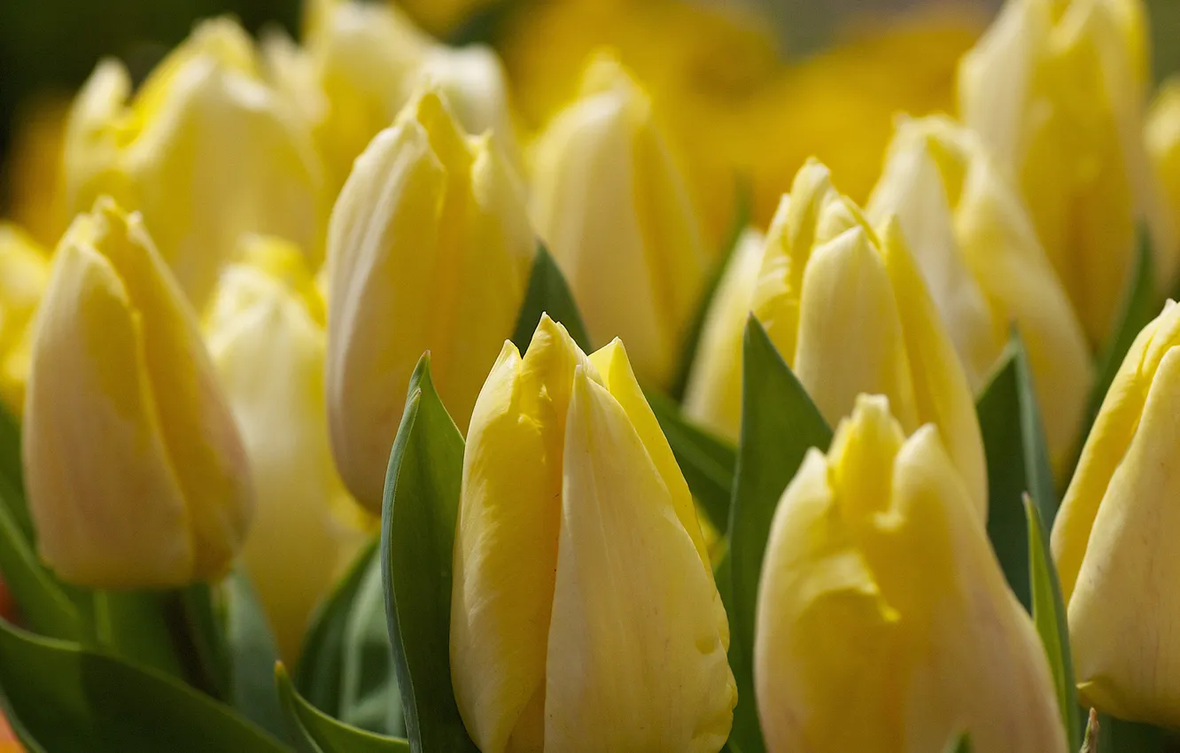 Photo wallpaper flowers, yellow, tulips, Marco