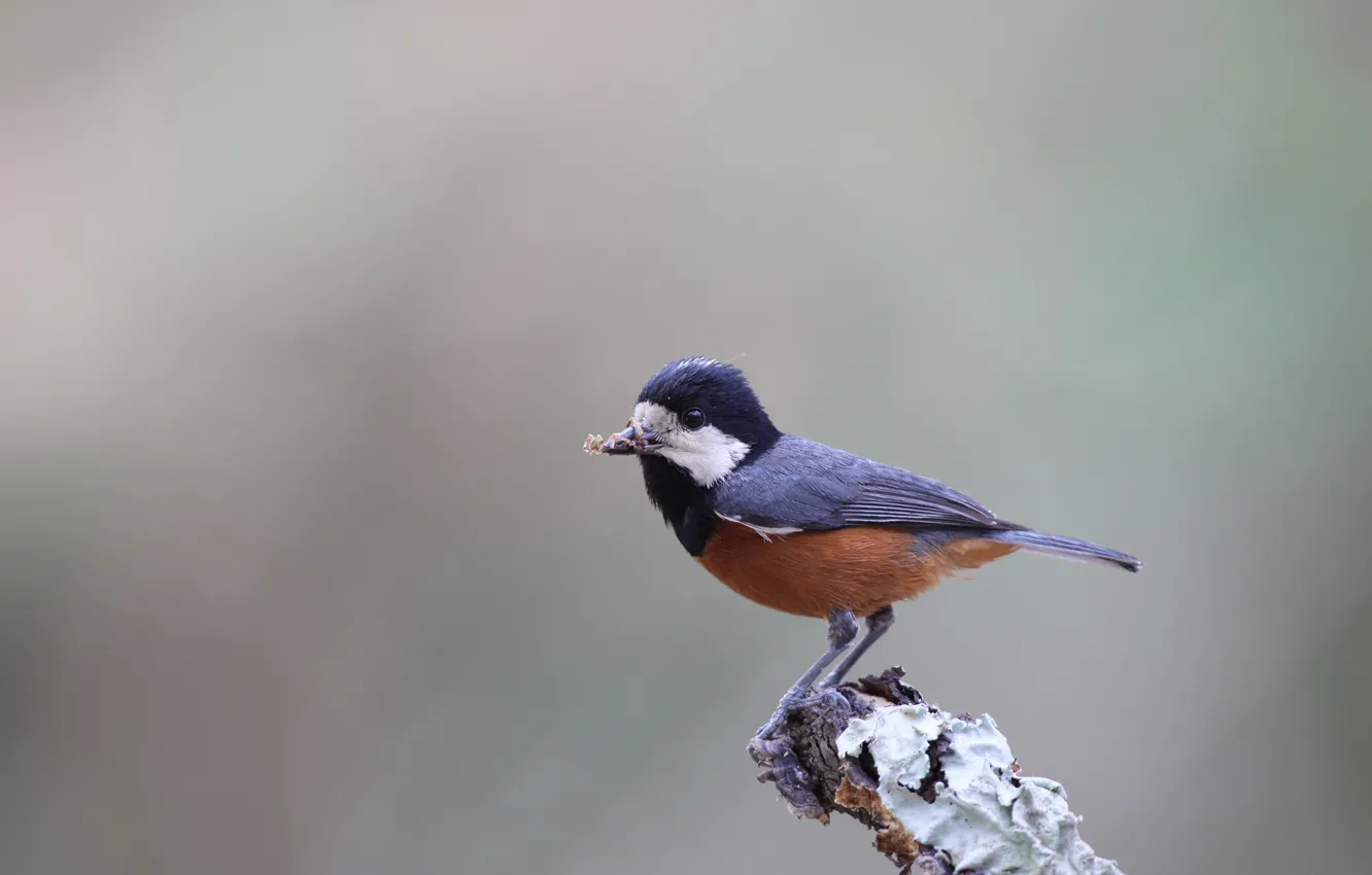 Photo wallpaper white, black, bird, blue, brown, eye, branch, Sittiparus