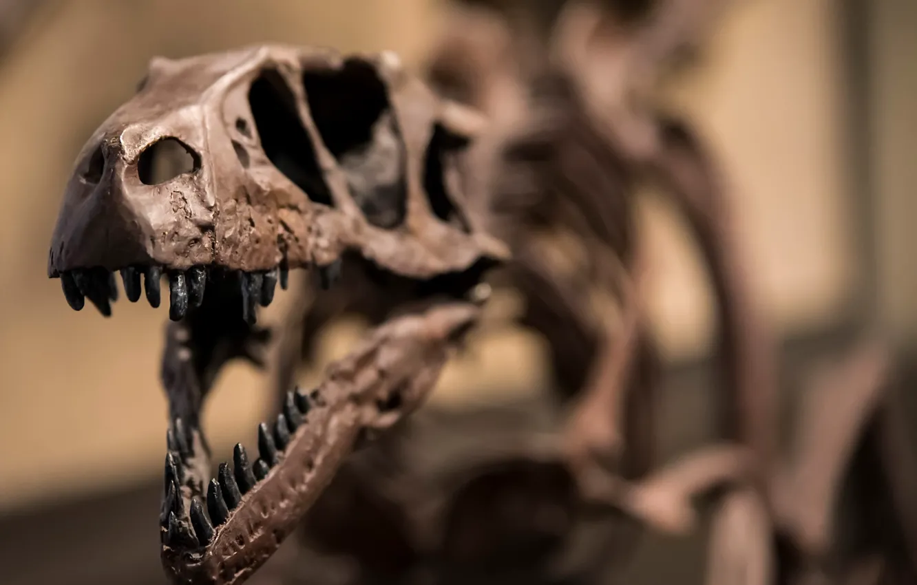 Photo wallpaper skeleton, raptor, dinosaur, Jurassic