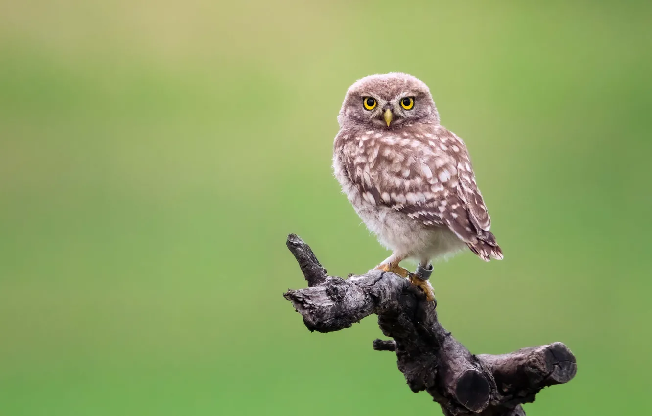 Photo wallpaper background, owl, bird, bitches, owl