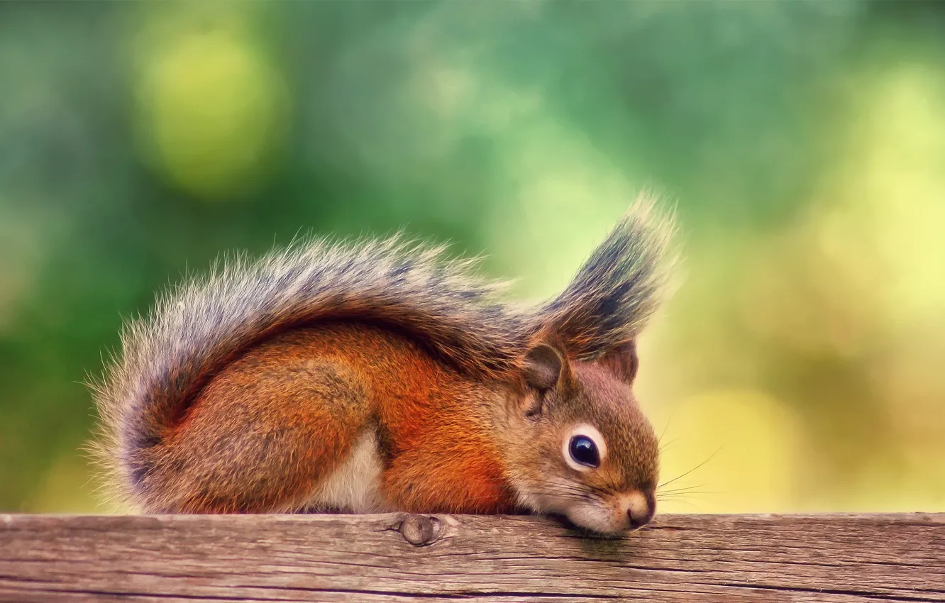 Photo wallpaper autumn, stay, Board, September, red squirrel