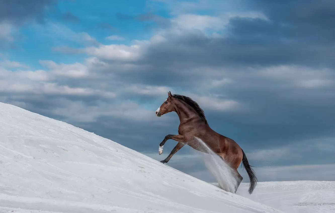 Photo wallpaper sand, the sky, clouds, nature, blue, horse, hills, horse